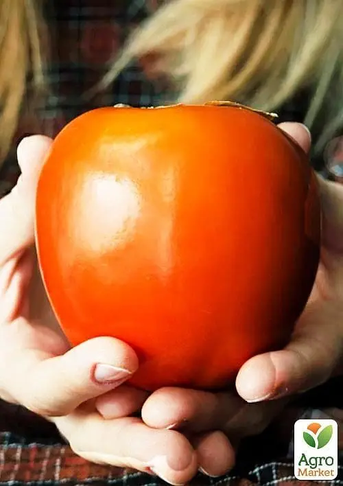 Саджанець Agro-Market Хурма Віргінська великоплідна на віргінській морозостійкій підщепі 1 шт. в упаковці (44804) - фото 6