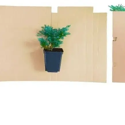 Саженец Agro-Market Можжевельник китайский Блю Альпс (Blue Alps) горшок P9 (39020) 1 шт. в упаковке - фото 2