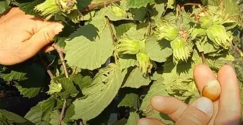 Саженец Agro-Market Фундук Галле (средний срок созревания, перекрестное опыление, сажать по 2 шт.) 1 шт. в упаковке (24610) - фото 5