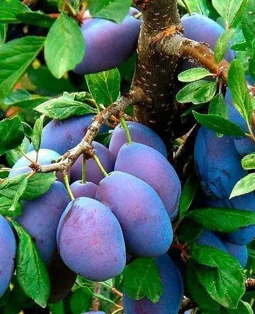 Саджанець Agro-Market Слива Топ Хіт (осінній сорт, пізній термін дозрівання) (39979) 1 шт. в упаковці - фото 2