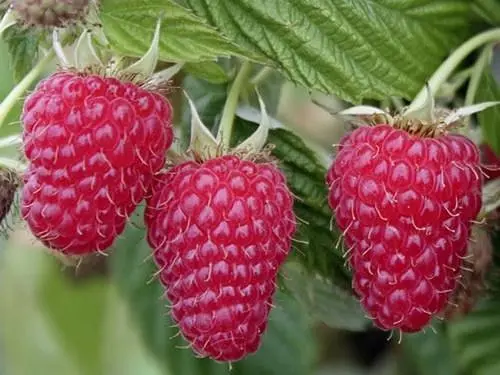 Саджанець Agro-Market Малина червона Космічна (Space) преміальний морозостійкий, ремонтантний сорт) 2шт 2 шт. в пакуванні (51175) - фото 2