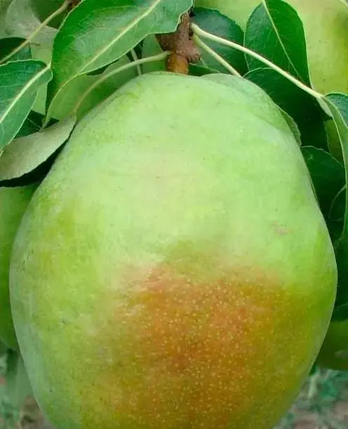 Саджанець Agro-Market Груша Богема (зимовий сорт, пізній термін дозрівання) (40015) 1 шт. в упаковці - фото 2