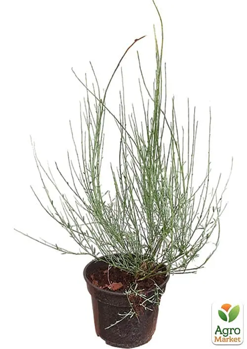 Саженец Agro-Market Ракетник Albus (цитисус) вазон С3 (181557) - фото 4