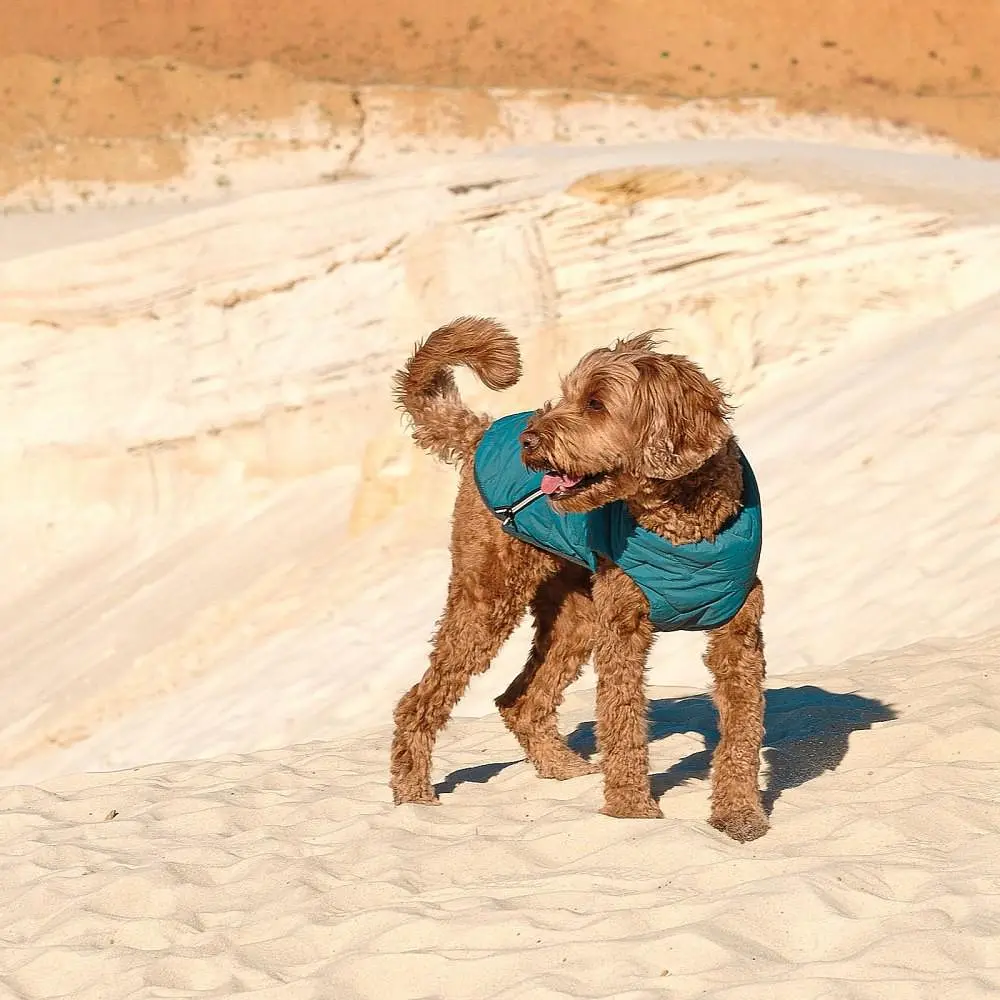 Жилетка для собак Pet Fashion E.Vest XL (бірюзовий) - фото 4
