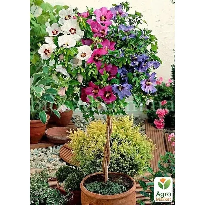 Саджанець Agro-Market Гібіскус сирійський Tricolor С2 висота 70-90 см (183473) 1 шт. в упаковці - фото 2