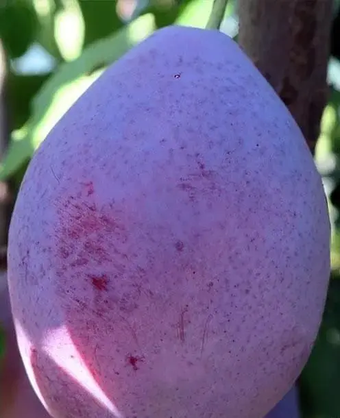 Саженец Agro-Market Слива Любимая Султана (летний сорт, средний срок созревания) (39988) 1 шт. в упаковке - фото 2
