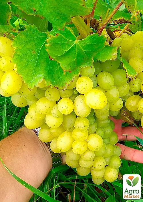 Саджанець Agro-Market Виноград Віра (ранній термін дозрівання, з ноткою абрикосового смаку) 1 шт. в пакуванні (48840) - фото 2