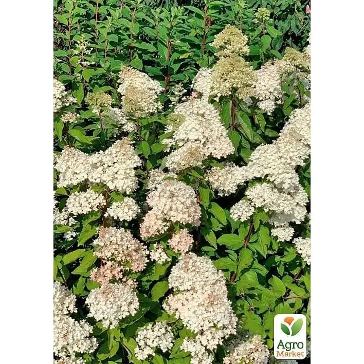 Саженец Agro-Market Гортензия 3-х летняя метельчатая Grandiflora (176637) 1 шт. в упаковке - фото 2