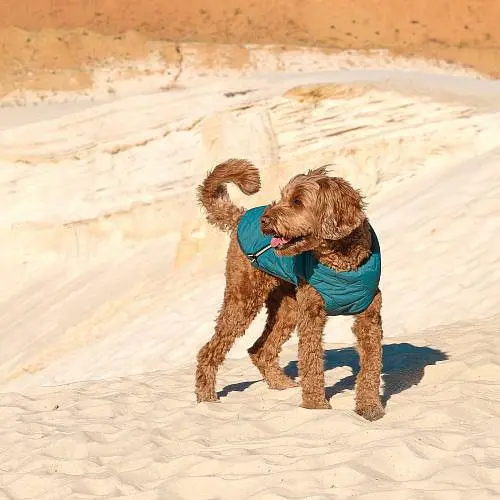 Жилет Pet Fashion E.Vest для собак, розмір M, морська хвиля - фото 3