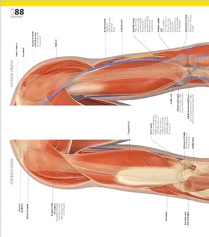 The Definitive Visual Guide: Complete Human Body - фото 7