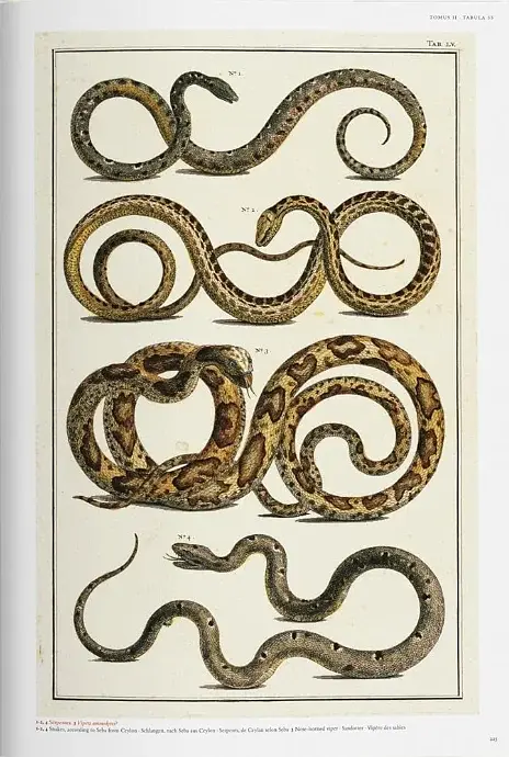 Seba. Cabinet of Natural Curiosities - фото 7