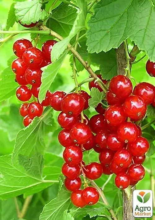 Саджанець Agro-Market Смородина червона Йонкер Ван Тетс (Jonkheer Van Tets) середньо-ранній термін дозрівання) 1 шт. в пакуванні (20742) - фото 2