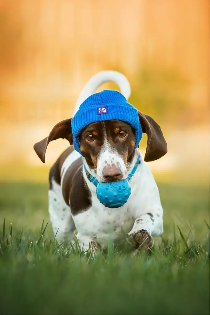 Шапка для собак Hat-Dog синя (S) - фото 3
