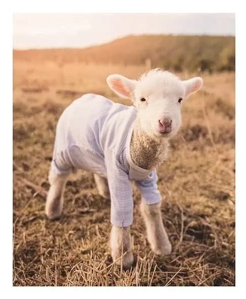 This Book Is Literally Just Pictures of Tiny Animals That Will Make You Smile - фото 4