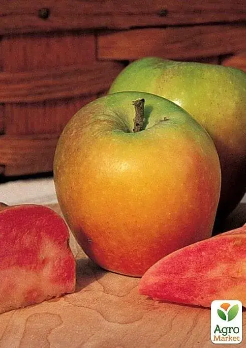Саженец Agro-Market Яблоня Хидден Роуз (осенний сорт, среднего срока созревания) (71865) - фото 2