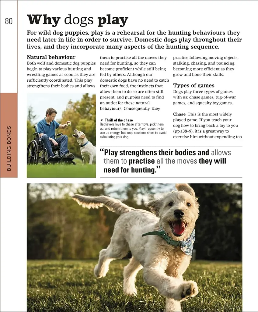 The Beginner's Dog Training Guide - фото 3