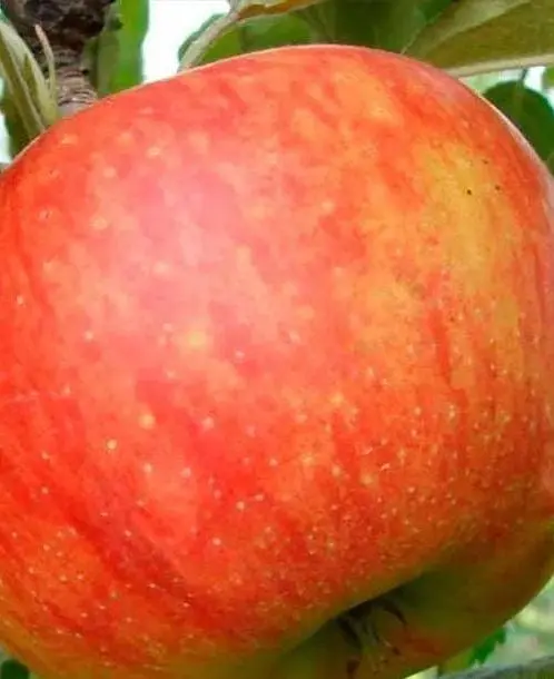 Саджанець Agro-Market Яблуня Целесте (літній сорт пізнього терміну дозрівання) (35432) 1 шт. в упаковці - фото 4