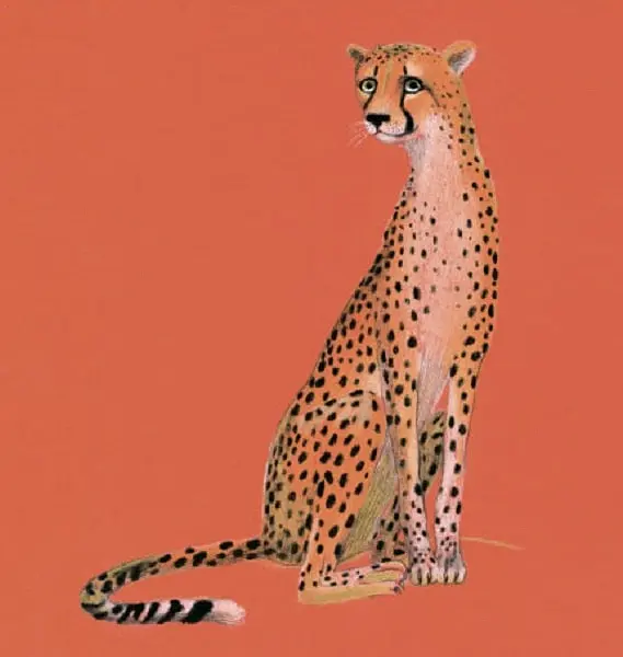Animals of Africa - Катерина Таберко - фото 4