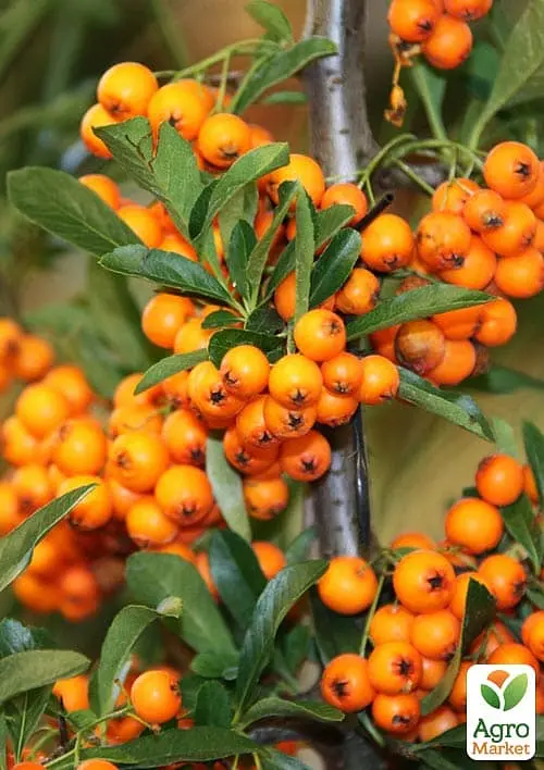Саджанець Agro-Market Обліпиха 2-річна Єва вкорінена в контейнері (жіночий сорт) 1 шт. в пакуванні (183348) - фото 3