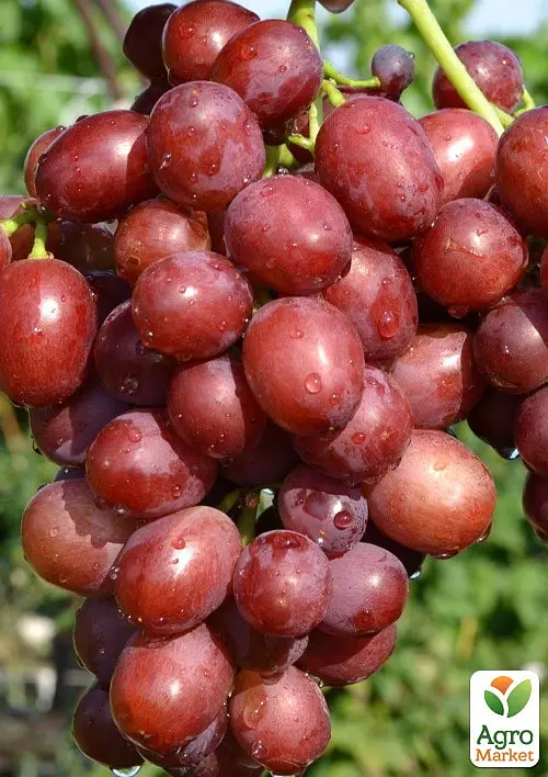 Саджанець Agro-Market Виноград Строкатий (надранній, крупноягідний мускат) 1 шт. в пакуванні (63664) - фото 2