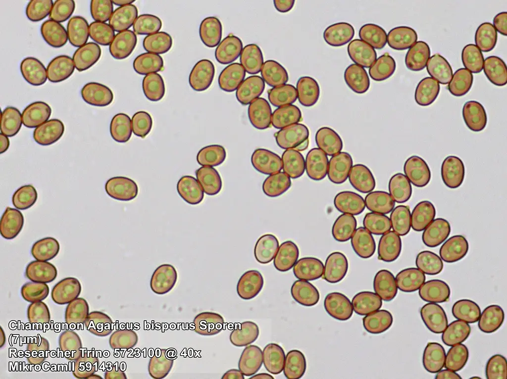 Мікроскоп Bresser Trino Researcher 40x-1000x (5723100) - фото 9