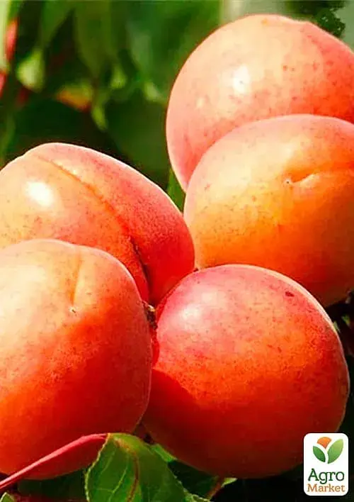 Саджанець Agro-Market Абрикос Космос (літній сорт, ранній термін дозрівання) 1 шт. в упаковці (182864) - фото 2