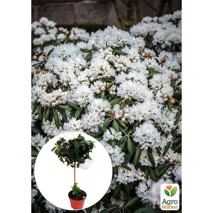 Саджанець Agro-Market Рододендрон на штамбі квітучий 3-х річний Snow Crystal (40-60 см) (62806) из Нидерландов 1 шт. в упаковці - фото 3