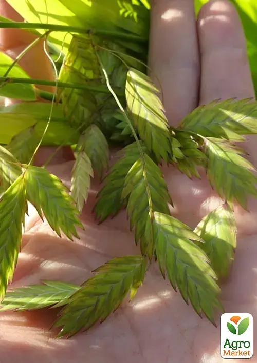 Саджанець Agro-Market Хасмантіум широколистий Uniola latifolia С1, 1 шт. в упаковці (182767) - фото 4