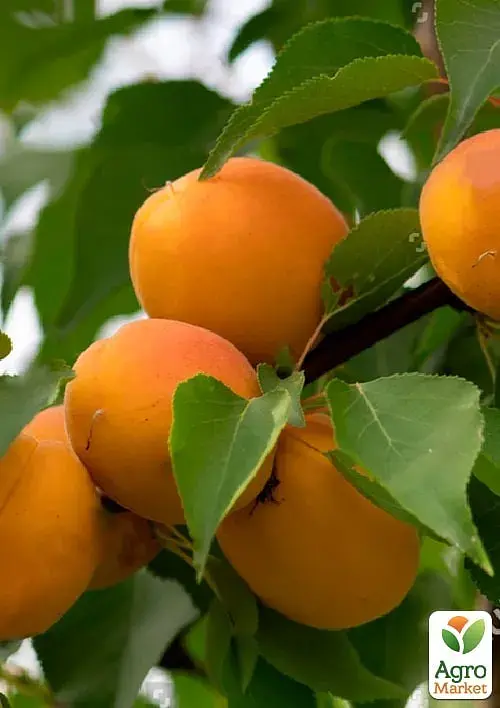 Саженец Agro-Market Абрикос Сюрприз (летний сорт, средний срок созревания) 1 шт. в упаковке (178188) - фото 2