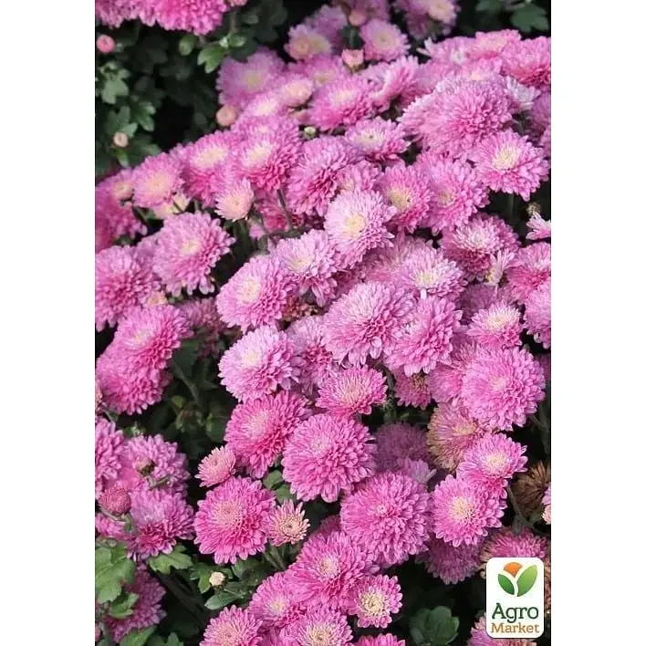 Саджанець Agro-Market Хризантема мультифлора куляста Branfountain Pink (176422) 1 шт. в упаковці - фото 2