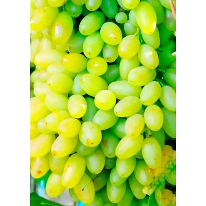 Саженец Agro-Market Виноград Столетие (кишмиш, средне-ранний срок созревания, гроздья солидные весом до 1500г) 1 шт. (36291) - фото 2