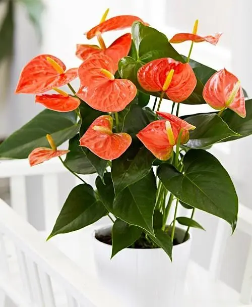 Саджанець Agro-Market Антуріум (Anthurium) Prince of Orange (152866) 1 шт. в упаковці (кімнатний) - фото 2