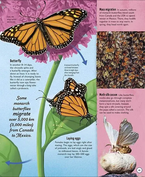 Life Cycles. Everything from Start to Finish - фото 5