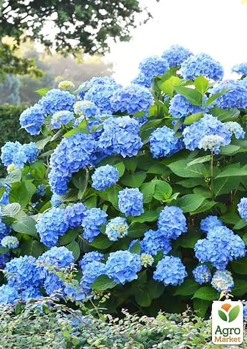 Саджанець Agro-Market Гортензія крупнолиста блакитна Блакитне небо (Blue sky) (24574) - фото 2