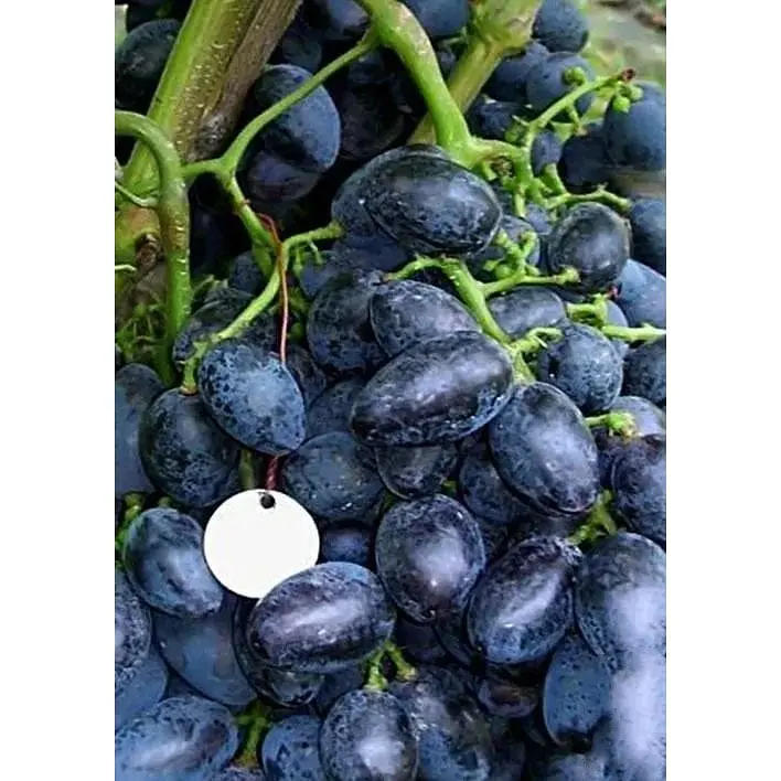 Саджанець Agro-Market Виноград Гала (ранній термін дозрівання, стійкий до захворювань і заморозків) 1 шт. в упаковці (17698) - фото 3