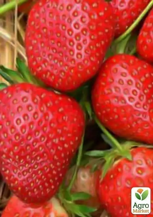 Саджанець Agro-Market Полуниця Мальвіна (Malwina) (пізній термін дозрівання) (19926)  - фото 3