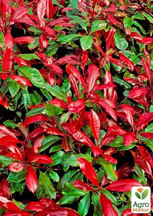 Саженец Agro-Market Фотиния Фразера Little Red Robin вазон Р9 (179696) - фото 2