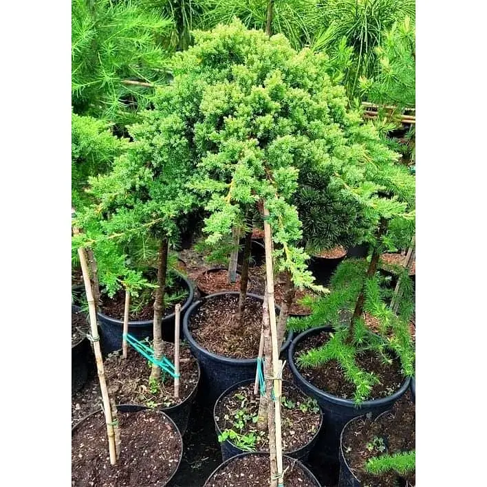 Саджанець Agro-Market Ялівець сланкий на штамбі Procumbens Nana С2 висота 40-50 см 1 шт. в упаковці (182566) - фото 2
