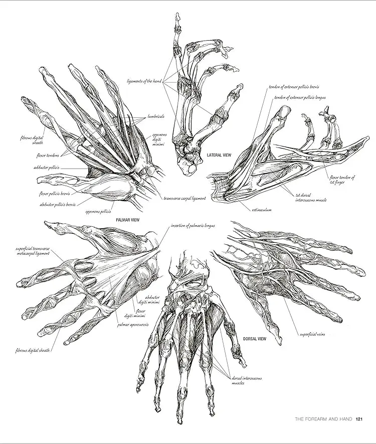 Anatomy for the Artist - фото 7