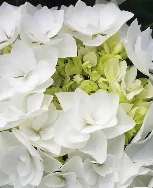 Гортензія Agro-Market Doppio Bianco Hydrangea macrophylla квітуча крупнолиста вазон С15 1 саджанець в упаковці - фото 3