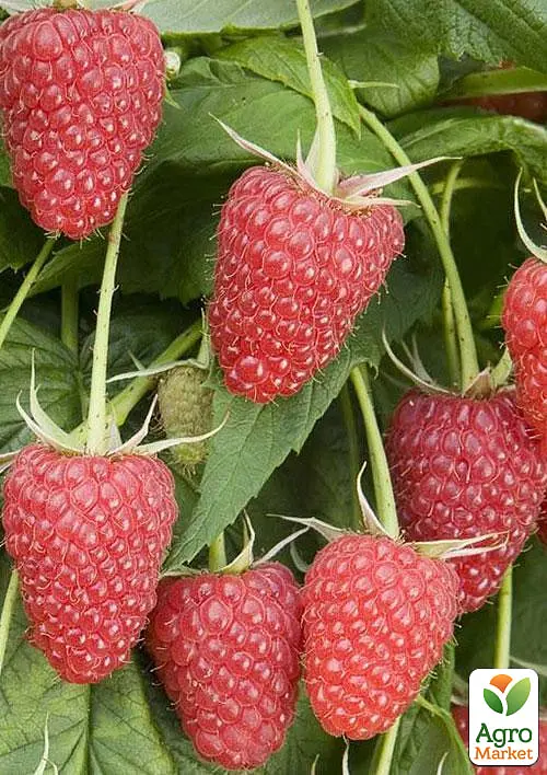 Малина Agro-Market "Либідь" (ремонтантій великоплідний та невибагливий сорт) 1-річний саджанець (189496) 1 шт в упаковці - фото 2