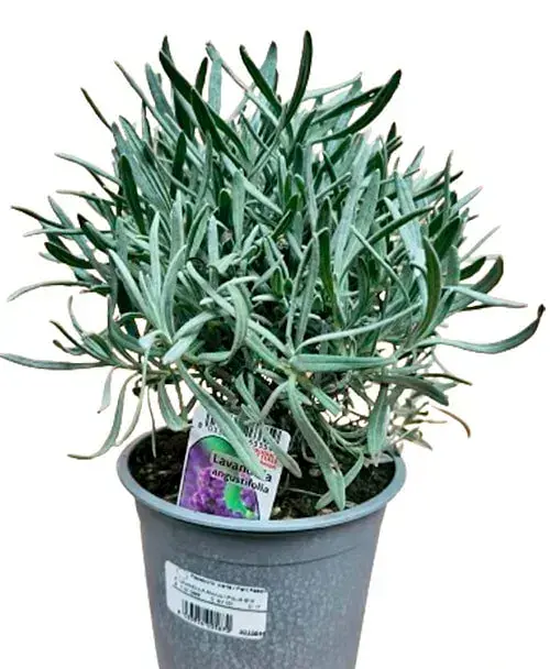 Лаванда Agro-Market Angustifolia комнатная английская 2-летняя 20-30 см из Нидерландов 1 саженец в упаковке (178218) - фото 3