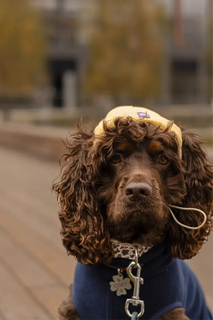 Шапка для собак Hat-Dog жовта (L) - фото 2