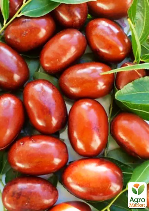 Зізіфус (унабі) Agro-Market "Первісток" (середній термін дозрівання, високоврожайний сорт) вазон Р9, висота 10-15 см (187590) 1 саджанець в упаковці - фото 2