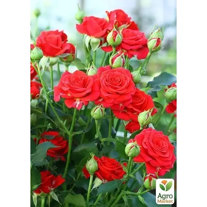 Роза мелкоцветковая (спрей) Agro-Market Ред Хард саженец класса АА+ высший сорт 1 шт. в упаковке (36220) - фото 2
