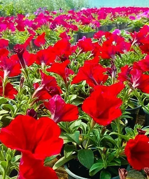 Сурфінія Dark Red (контейнер №10 висота 10-15 см) Agro-Market 1 саджанець в упаковці (48001) - фото 3