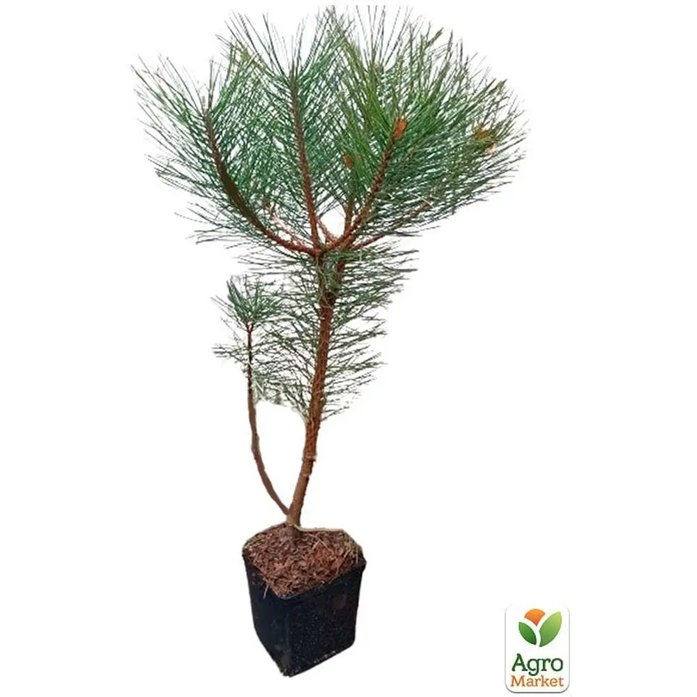 Саджанець Agro-Market Сосна звичайна 4-річна (Pinus sylvestris) С3, висота 50-70см (115782) - фото 4