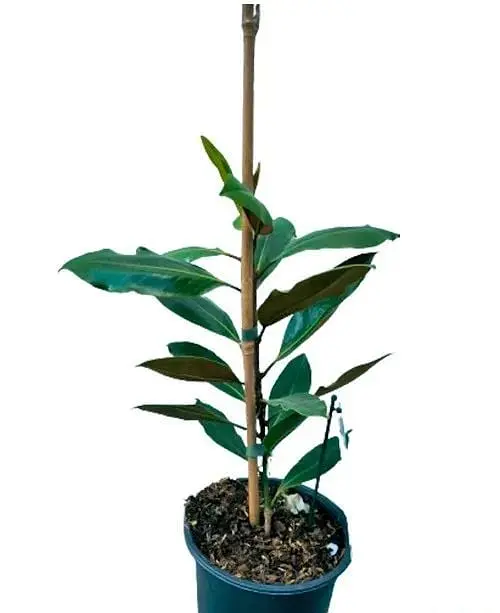 Магнолия Agro-Market Королевская Grandiflora 3-летняя высота 40-50 см из Нидерландов 1 саженец в упаковке - фото 2