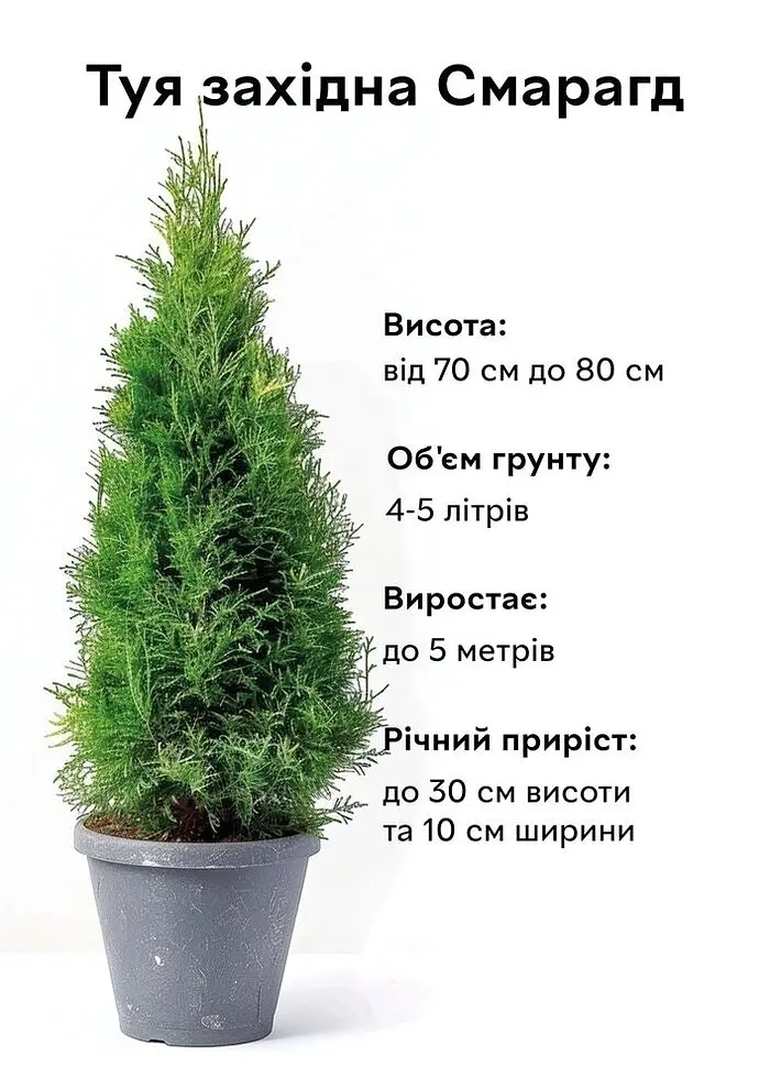 Semi Туя Смарагд західна Пірамідальна крона h - 100-110 см Хвоя зелена - фото 4