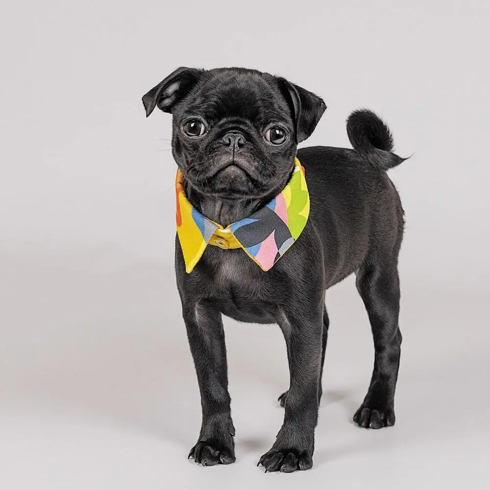 Комір Pet Fashion Bright для собак, розмір XS-XS2, жовтий - фото 2